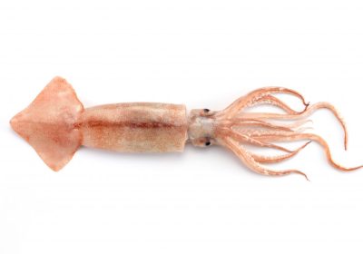 Pota-pescado-1024x687